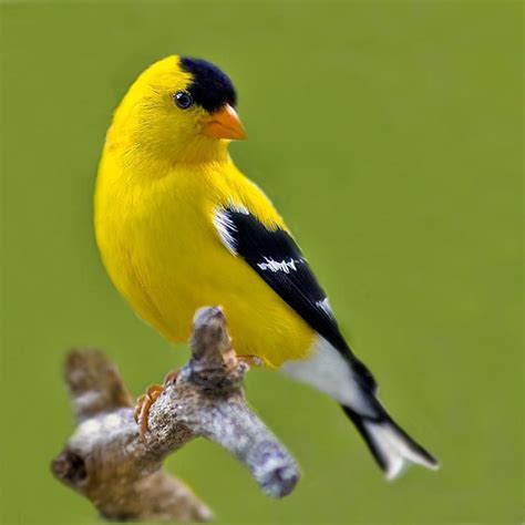 what is a yellow finch