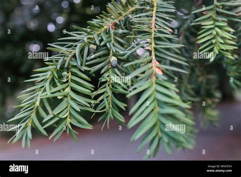 What Is A Yew Pine Tree