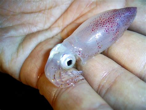 What Is A Young Squid Called