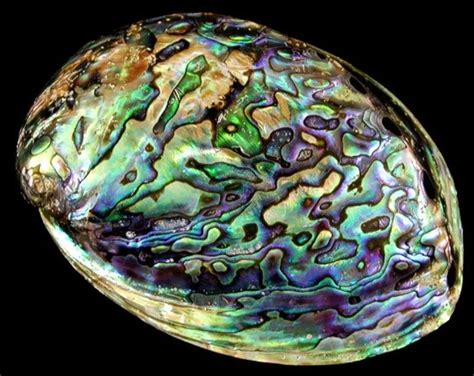 What Is Abalone Stone