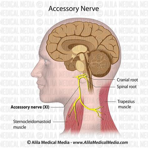 What Is Accessory Nerve