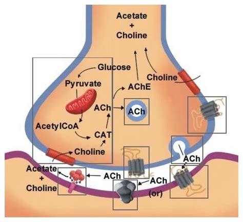what is acetylcholine involved in