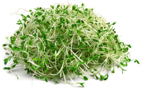 what is alfalfa good for