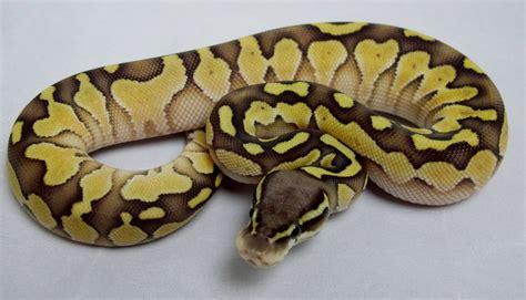 What Is An Assorted Ball Python