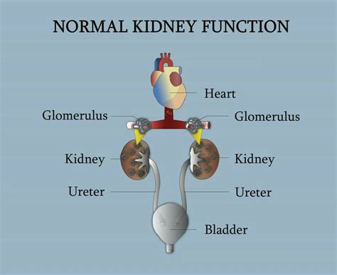what is an average kidney function