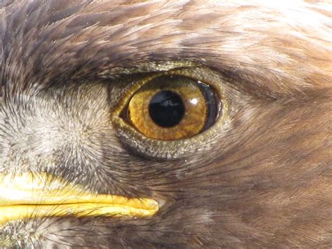 what is an eagle eye
