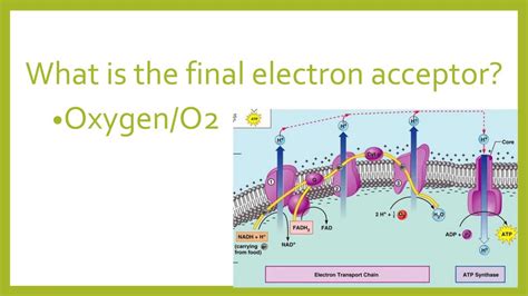 Difference Between Aerobic and Anaerobic Bacteria Definition, Facts