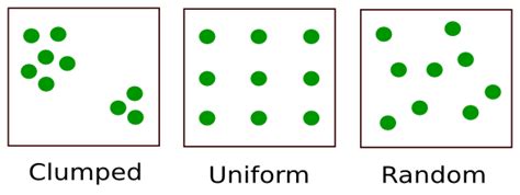 what is an example of a clumped dispersion pattern