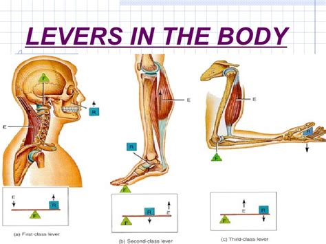 What Is An Example Of A Lever In The Human Body