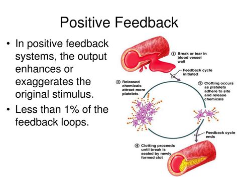 what is an example of a positive feedback loop in anatomy