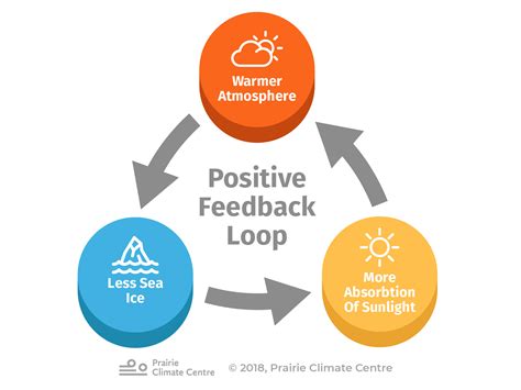 what is an example of a positive feedback loop in the environment