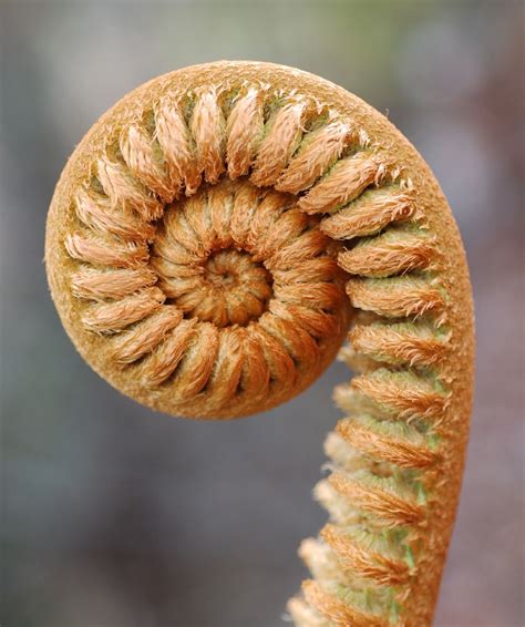 what is an example of a spiral pattern in nature