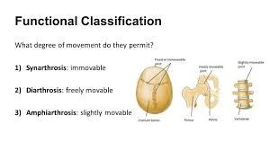 What Is An Example Of An Immovable Joint Quizlet