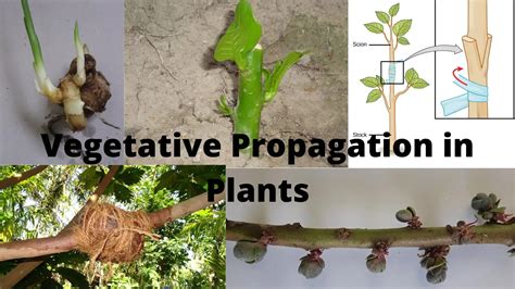 What Is An Example Of Asexual Propagation
