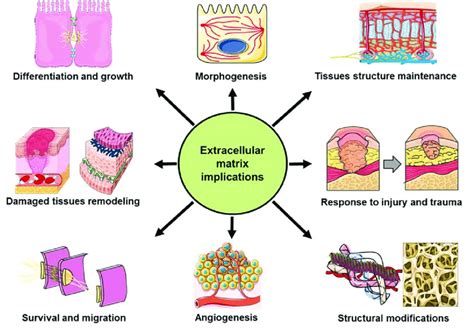 what is an example of extracellular matrix