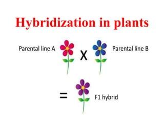 what is an example of hybridization in plants