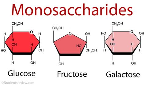 What Is An Example Of Monosaccharide