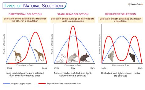 What Is An Example Of Selection