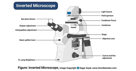 What Is An Inverted Light Microscope