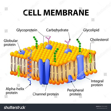 what is an membrane