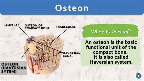 what is an osteon