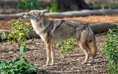 what is an urban coyote