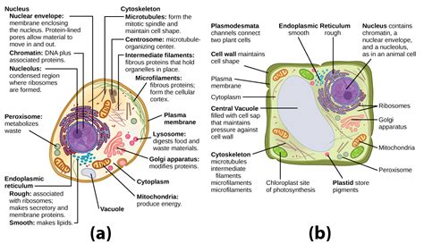 what is animal cell and plant cell with functions