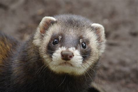 what is another name for a polecat