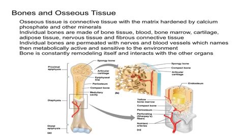what is another name for osseous tissue