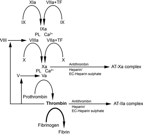 What Is Antithrombin Assay Test
