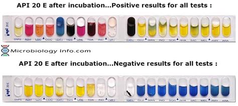 what is api testing in microbiology