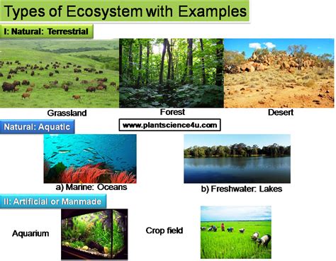 what is artificial ecosystem give two examples