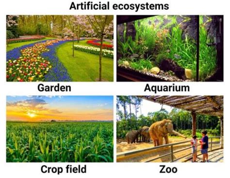 what is artificial ecosystem with example