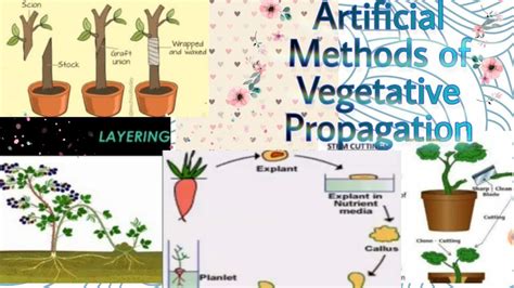 what is artificial method of vegetative propagation