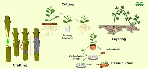what is artificial method of vegetative propagation cutting budding