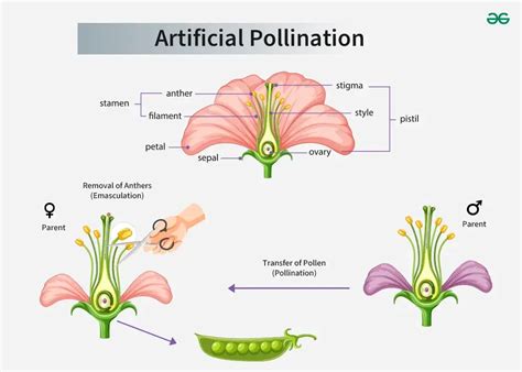 What Is Artificial Pollination In Plants