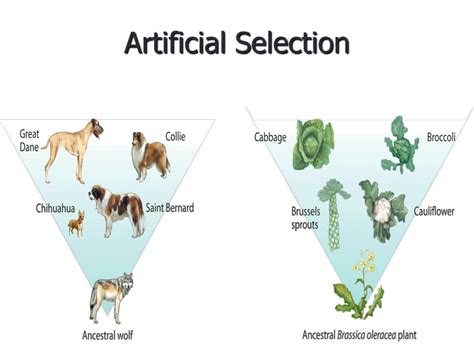 what is artificial selection