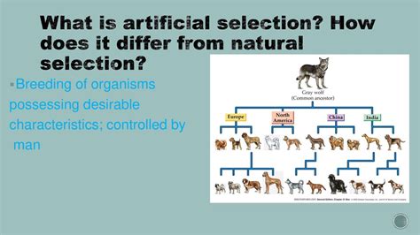What Is Artificial Selection Controlled By