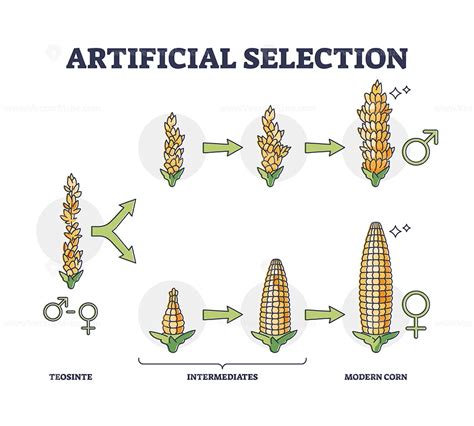 what is artificial selection example
