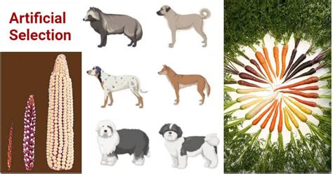 What Is Artificial Selection Examples