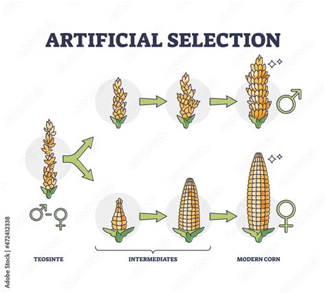 What Is Artificial Selection In Science