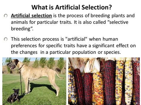 What Is Artificial Selection Name One Example