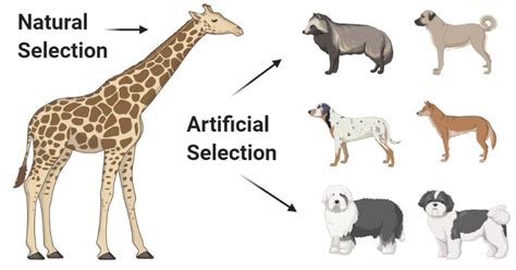 What Is Artificial Selection Vs Natural Selection