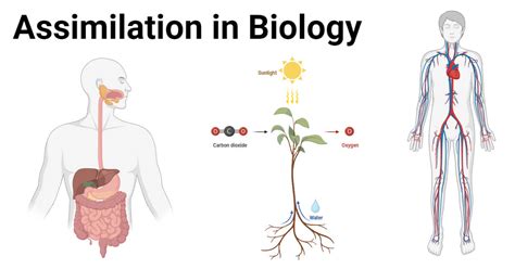 what is assimilation igcse biology