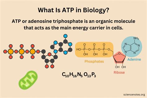 what is atp energy