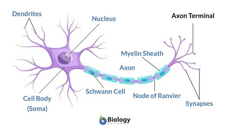 What Is Axon Terminal Function