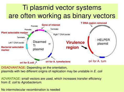 what is binary vector in biotechnology