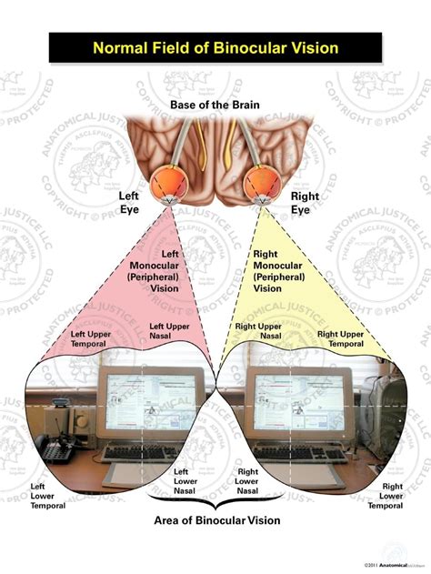 What Is Binocular Visual Field