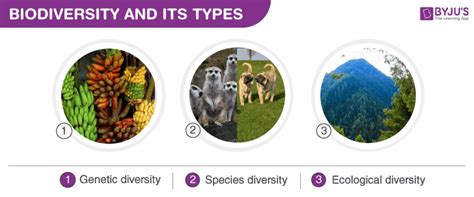 what is biodiversity and how many types are there