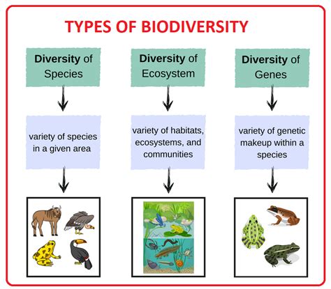 what is biodiversity and its types class 12